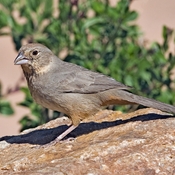 Canyon Towhee